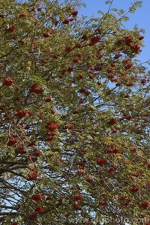 Showy. Mountain Ash or Dogberry (<i>Sorbus decora</i>), a 6-10m tall deciduous tree native to northeastern North America. The clusters of red berries follow spring-borne heads of tiny white to cream flowers. The effect is similar to the common. Mountain Ash (<i>Sorbus aucuparia</i>) but the leaflets are usually larger and darker and the fruit ripens later, often persisting beyond leaf-fall. sorbus-2143htm'>Sorbus.