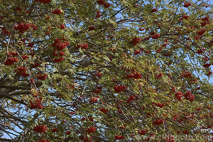 Showy. Mountain Ash or Dogberry (<i>Sorbus decora</i>), a 6-10m tall deciduous tree native to northeastern North America. The clusters of red berries follow spring-borne heads of tiny white to cream flowers. The effect is similar to the common. Mountain Ash (<i>Sorbus aucuparia</i>) but the leaflets are usually larger and darker and the fruit ripens later, often persisting beyond leaf-fall. sorbus-2143htm'>Sorbus.
