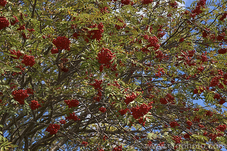 Showy. Mountain Ash or Dogberry (<i>Sorbus decora</i>), a 6-10m tall deciduous tree native to northeastern North America. The clusters of red berries follow spring-borne heads of tiny white to cream flowers. The effect is similar to the common. Mountain Ash (<i>Sorbus aucuparia</i>) but the leaflets are usually larger and darker and the fruit ripens later, often persisting beyond leaf-fall. sorbus-2143htm'>Sorbus.