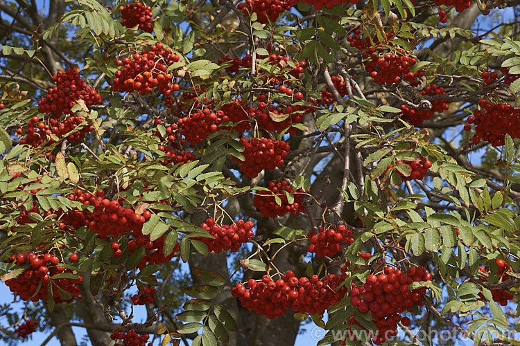 Showy. Mountain Ash or Dogberry (<i>Sorbus decora</i>), a 6-10m tall deciduous tree native to northeastern North America. The clusters of red berries follow spring-borne heads of tiny white to cream flowers. The effect is similar to the common. Mountain Ash (<i>Sorbus aucuparia</i>) but the leaflets are usually larger and darker and the fruit ripens later, often persisting beyond leaf-fall. sorbus-2143htm'>Sorbus.
