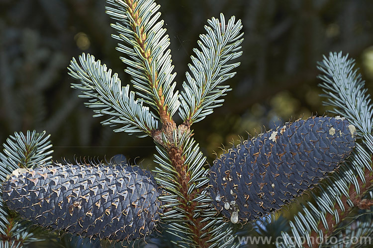 Father Farges' Fir (<i>Abies fargesii</i>), a conifer, up to 30m tall, native to central and northwestern China. Sometimes confused with Abies chengii, though the purple-blue young cones are very distinctive. Order: Pinales, Family: Pinaceae