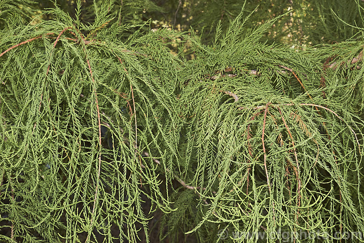 The mature foliage of Taxodium distichum var. imbricatum (syn. Taxodium ascendens</i>), a narrow-leafed (threadleaf</i>) natural variety of the Swamp Cypress or Bald. Cypress (<i>Taxodium distichum</i>), one of the few deciduous conifers. Commonly known as Pond. Cypress, this variety is smaller than the species (up to 25m tall as opposed to 40m</i>) and only rarely produces the breathing roots called knees. It is native to the southeast United States. taxodium-2129htm'>Taxodium. Order: Pinales, Family: Cupressaceae