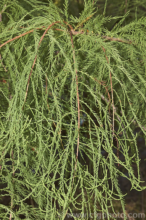 The mature foliage of Taxodium distichum var. imbricatum (syn. Taxodium ascendens</i>), a narrow-leafed (threadleaf</i>) natural variety of the Swamp Cypress or Bald. Cypress (<i>Taxodium distichum</i>), one of the few deciduous conifers. Commonly known as Pond. Cypress, this variety is smaller than the species (up to 25m tall as opposed to 40m</i>) and only rarely produces the breathing roots called knees. It is native to the southeast United States. taxodium-2129htm'>Taxodium. Order: Pinales, Family: Cupressaceae