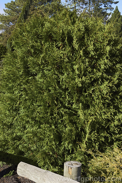 Thuja occidentalis 'Malonyana', a compact light yellow-green-foliaged cultivar of an eastern North American coniferous tree 'Malonyana' often remains compact for some years but ultimately develops into a narrow conical tree up to 5m tall. The summer foliage is deepens to gold in winter. Order: Pinales, Family: Cupressaceae