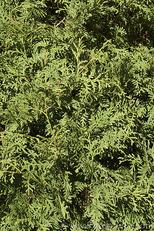 Mid-autumn foliage of Thuja occidentalis 'Malonyana', a compact light yellow-green-foliaged cultivar of an eastern North American coniferous tree 'Malonyana' often remains compact for some years but ultimately develops into a narrow conical tree up to 5m tall. The summer foliage is deepens to gold in winter. Order: Pinales, Family: Cupressaceae