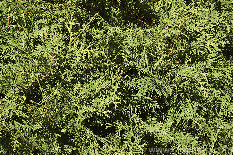Mid-autumn foliage of Thuja occidentalis 'Malonyana', a compact light yellow-green-foliaged cultivar of an eastern North American coniferous tree 'Malonyana' often remains compact for some years but ultimately develops into a narrow conical tree up to 5m tall. The summer foliage is deepens to gold in winter. Order: Pinales, Family: Cupressaceae