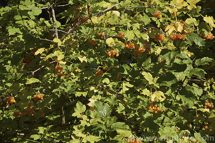 Viburnum opulus 'Xanthocarpa', a pale yellow-berried cultivar of the Guelder. Rose, a 4-5m tall spring-flowering Eurasian shrub that usually has red fruit. viburnum-2081htm'>Viburnum.. viburnum-2081htm'>Viburnum. <a href='adoxaceae-plant-family-photoshtml'>Adoxaceae</a>.