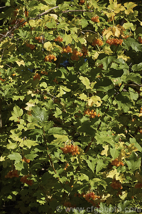 Viburnum opulus 'Xanthocarpa', a pale yellow-berried cultivar of the Guelder. Rose, a 4-5m tall spring-flowering Eurasian shrub that usually has red fruit. viburnum-2081htm'>Viburnum.. viburnum-2081htm'>Viburnum. <a href='adoxaceae-plant-family-photoshtml'>Adoxaceae</a>.