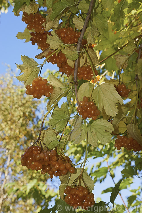 Viburnum opulus 'Xanthocarpa', a pale yellow-berried cultivar of the Guelder. Rose, a 4-5m tall spring-flowering Eurasian shrub that usually has red fruit. viburnum-2081htm'>Viburnum.. viburnum-2081htm'>Viburnum. <a href='adoxaceae-plant-family-photoshtml'>Adoxaceae</a>.