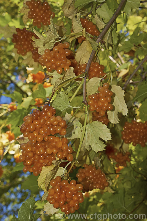 Viburnum opulus 'Xanthocarpa', a pale yellow-berried cultivar of the Guelder. Rose, a 4-5m tall spring-flowering Eurasian shrub that usually has red fruit. viburnum-2081htm'>Viburnum.. viburnum-2081htm'>Viburnum. <a href='adoxaceae-plant-family-photoshtml'>Adoxaceae</a>.