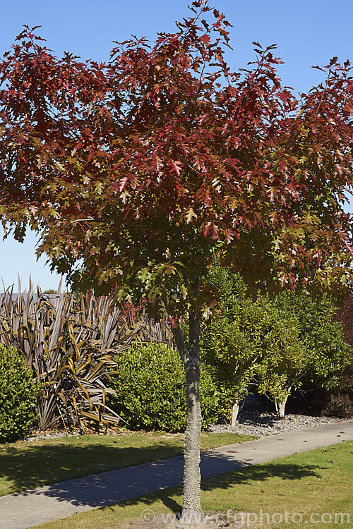 Scarlet Oak (<i>Quercus coccinea</i>), a 30m tree native to the eastern United States and southern Canada that is famed for its vivid red autumn foliage. It can be distinguished from the similar. Pin Oak (<i>Quercus palustris</i>), by the smooth underside of its foliage (no hairs in the fork of the veins</i>) and usually broader basal foliage lobes