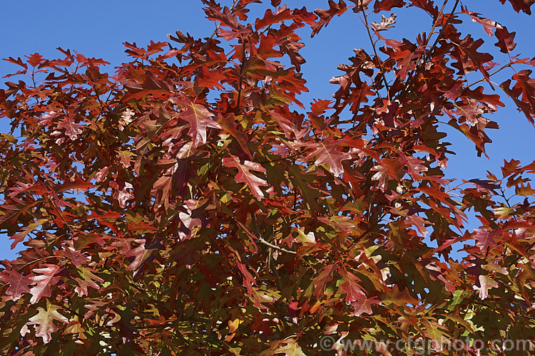 Scarlet Oak (<i>Quercus coccinea</i>), a 30m tree native to the eastern United States and southern Canada that is famed for its vivid red autumn foliage. It can be distinguished from the similar. Pin Oak (<i>Quercus palustris</i>), by the smooth underside of its foliage (no hairs in the fork of the veins</i>) and usually broader basal foliage lobes