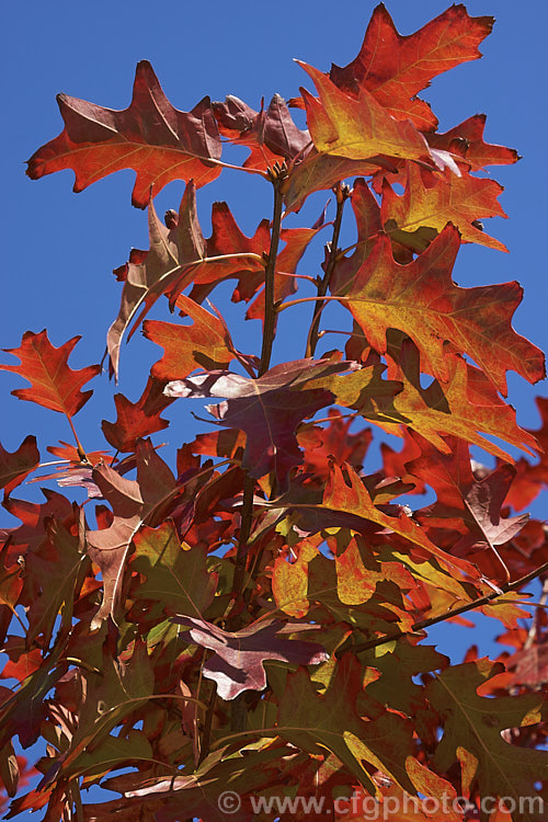 Scarlet Oak (<i>Quercus coccinea</i>), a 30m tree native to the eastern United States and southern Canada that is famed for its vivid red autumn foliage. It can be distinguished from the similar. Pin Oak (<i>Quercus palustris</i>), by the smooth underside of its foliage (no hairs in the fork of the veins</i>) and usually broader basal foliage lobes