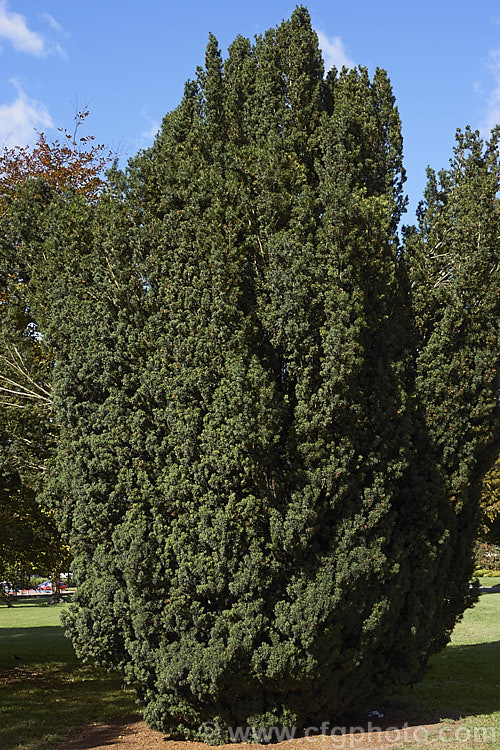 Taxus baccata 'Fastigiata', a cultivar of the common. Yew, a widely cultivated Eurasian conifer, that for may years has a relatively narrow and erect form. Eventually, though, it tends to fill out, as this example is doing. Order: Pinales, Family: Taxaceae