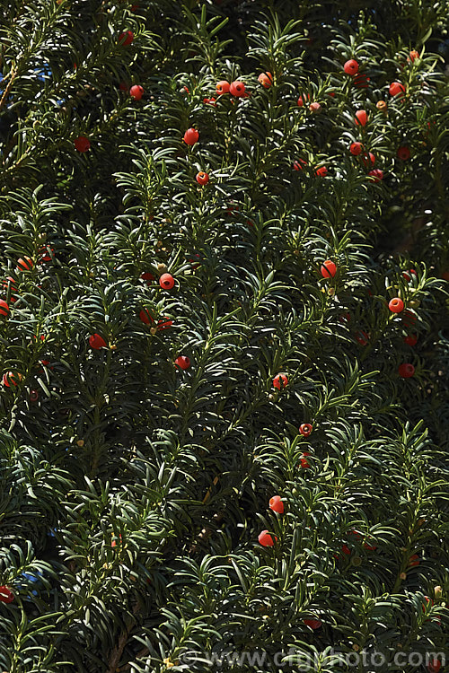 The common. Yew (<i>Taxus baccata</i>) with its fruit, a red drupe with a fleshy aril from which protrudes the seed. This very tough and widely grown Eurasian conifer occurs in many cultivated forms but in the wild is usually seen as a multi-branched dome-shaped tree around 15-20m tall Order: Pinales, Family: Taxaceae