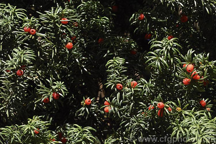 The common. Yew (<i>Taxus baccata</i>) with its fruit, a red drupe with a fleshy aril from which protrudes the seed. This very tough and widely grown Eurasian conifer occurs in many cultivated forms but in the wild is usually seen as a multi-branched dome-shaped tree around 15-20m tall Order: Pinales, Family: Taxaceae