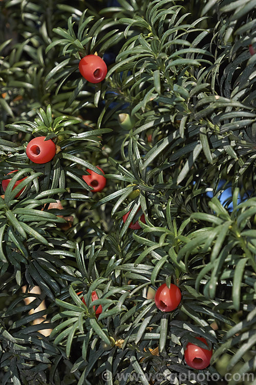 The common. Yew (<i>Taxus baccata</i>) with its fruit, a red drupe with a fleshy aril from which protrudes the seed. This very tough and widely grown Eurasian conifer occurs in many cultivated forms but in the wild is usually seen as a multi-branched dome-shaped tree around 15-20m tall Order: Pinales, Family: Taxaceae