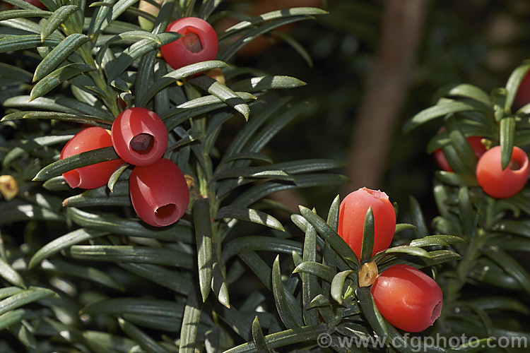 The common. Yew (<i>Taxus baccata</i>) with its fruit, a red drupe with a fleshy aril from which protrudes the seed. This very tough and widely grown Eurasian conifer occurs in many cultivated forms but in the wild is usually seen as a multi-branched dome-shaped tree around 15-20m tall Order: Pinales, Family: Taxaceae