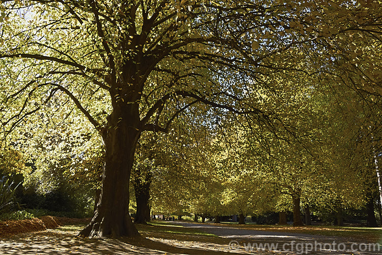 Common Lime, European Lime or Linden (<i>Tilia x vulgaris [Tilia cordata x Tilia platyphyllos]) in autumn. This 25-40m tall deciduous tree is most likely a hybrid, probably natural, of two Eurasian species. It was formerly known as Tilia x europaea. Order: Malvales, Family: Malvaceae