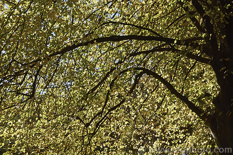 Common Lime, European Lime or Linden (<i>Tilia x vulgaris [Tilia cordata x Tilia platyphyllos]) in autumn. This 25-40m tall deciduous tree is most likely a hybrid, probably natural, of two Eurasian species. It was formerly known as Tilia x europaea. Order: Malvales, Family: Malvaceae