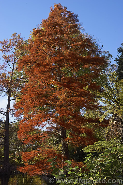 The Swamp Cypress or Bald. Cypress (<i>Taxodium distichum</i>) in autumn. One of the few deciduous conifers, this 25-40m tall tree is capable of growing in shallow water. It is native to the southeast United States. taxodium-2129htm'>Taxodium. Order: Pinales, Family: Cupressaceae