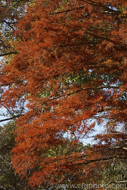 The Swamp Cypress or Bald. Cypress (<i>Taxodium distichum</i>) in autumn. One of the few deciduous conifers, this 25-40m tall tree is capable of growing in shallow water. It is native to the southeast United States. taxodium-2129htm'>Taxodium. Order: Pinales, Family: Cupressaceae
