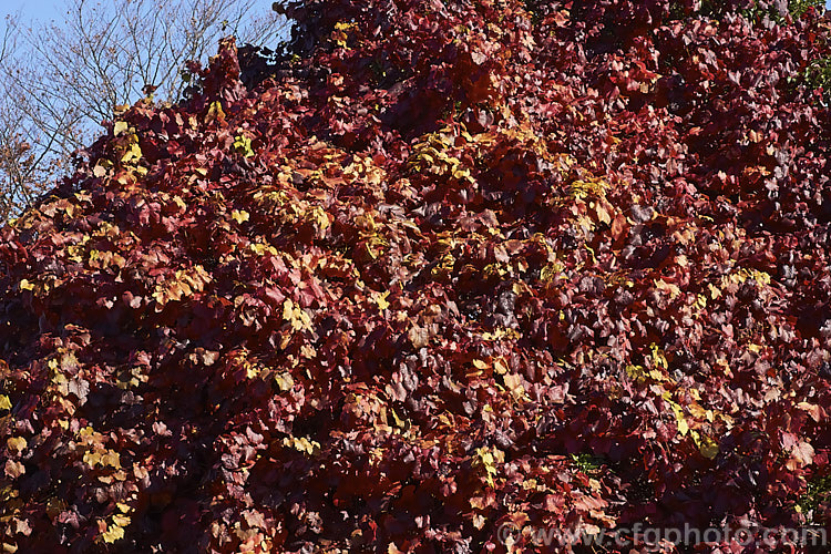 Tenturier. Grape (<i>Vitis vinifera 'Purpurea') in autumn. This cultivar of the common wine grape, a Eurasian deciduous vine, is grown for its vivid autumn foliage. Its fruit is small and generally inedible.