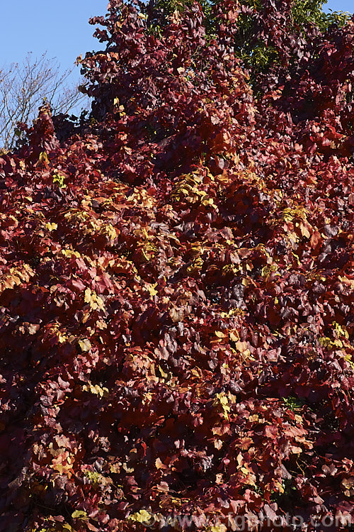 Tenturier. Grape (<i>Vitis vinifera 'Purpurea') in autumn. This cultivar of the common wine grape, a Eurasian deciduous vine, is grown for its vivid autumn foliage. Its fruit is small and generally inedible.