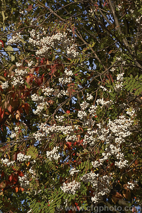 Kashmir Rowan (<i>Sorbus cashmiriana [syn. Sorbus cashmeriana]), a Himalayan rowan or mountain ash with very pale ink flowerheads in spring and large (up to 18mm diameter</i>) white berries that in some forms have a pink tint. It grows to around 8m tall and is often short-lived. The fruit usually persists into winter, after the foliage has fallen. The leaves often develop red tints in autumn but the fall foliage is seldom spectacular. sorbus-2143htm'>Sorbus.