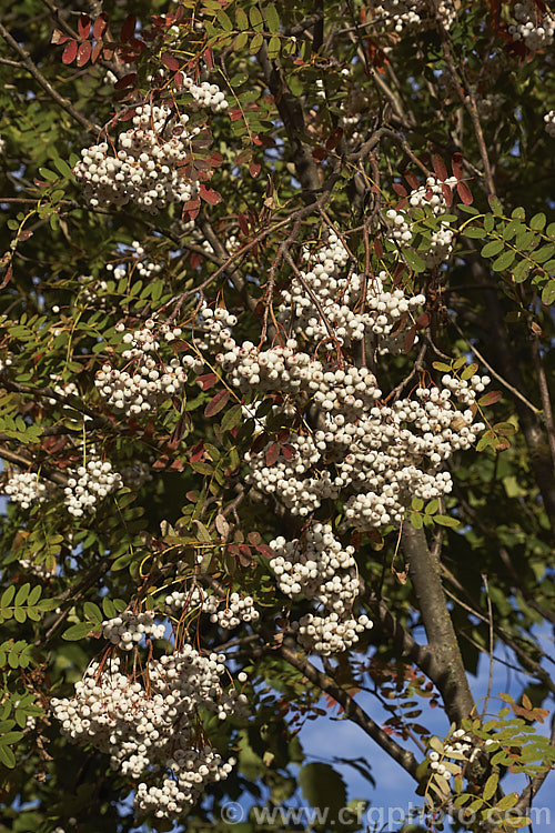 Kashmir Rowan (<i>Sorbus cashmiriana [syn. Sorbus cashmeriana]), a Himalayan rowan or mountain ash with very pale ink flowerheads in spring and large (up to 18mm diameter</i>) white berries that in some forms have a pink tint. It grows to around 8m tall and is often short-lived. The fruit usually persists into winter, after the foliage has fallen. The leaves often develop red tints in autumn but the fall foliage is seldom spectacular. sorbus-2143htm'>Sorbus.