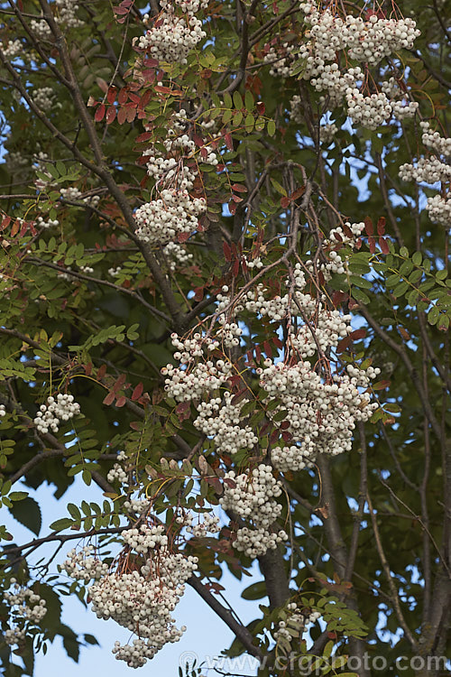 Kashmir Rowan (<i>Sorbus cashmiriana [syn. Sorbus cashmeriana]), a Himalayan rowan or mountain ash with very pale ink flowerheads in spring and large (up to 18mm diameter</i>) white berries that in some forms have a pink tint. It grows to around 8m tall and is often short-lived. The fruit usually persists into winter, after the foliage has fallen. The leaves often develop red tints in autumn but the fall foliage is seldom spectacular. sorbus-2143htm'>Sorbus.