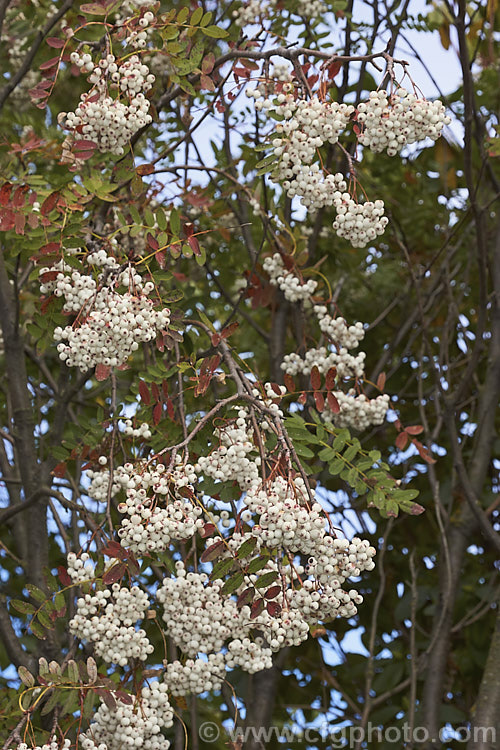 Kashmir Rowan (<i>Sorbus cashmiriana [syn. Sorbus cashmeriana]), a Himalayan rowan or mountain ash with very pale ink flowerheads in spring and large (up to 18mm diameter</i>) white berries that in some forms have a pink tint. It grows to around 8m tall and is often short-lived. The fruit usually persists into winter, after the foliage has fallen. The leaves often develop red tints in autumn but the fall foliage is seldom spectacular. sorbus-2143htm'>Sorbus.
