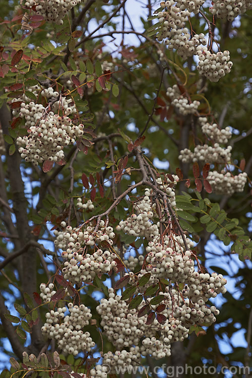Kashmir Rowan (<i>Sorbus cashmiriana [syn. Sorbus cashmeriana]), a Himalayan rowan or mountain ash with very pale ink flowerheads in spring and large (up to 18mm diameter</i>) white berries that in some forms have a pink tint. It grows to around 8m tall and is often short-lived. The fruit usually persists into winter, after the foliage has fallen. The leaves often develop red tints in autumn but the fall foliage is seldom spectacular. sorbus-2143htm'>Sorbus.
