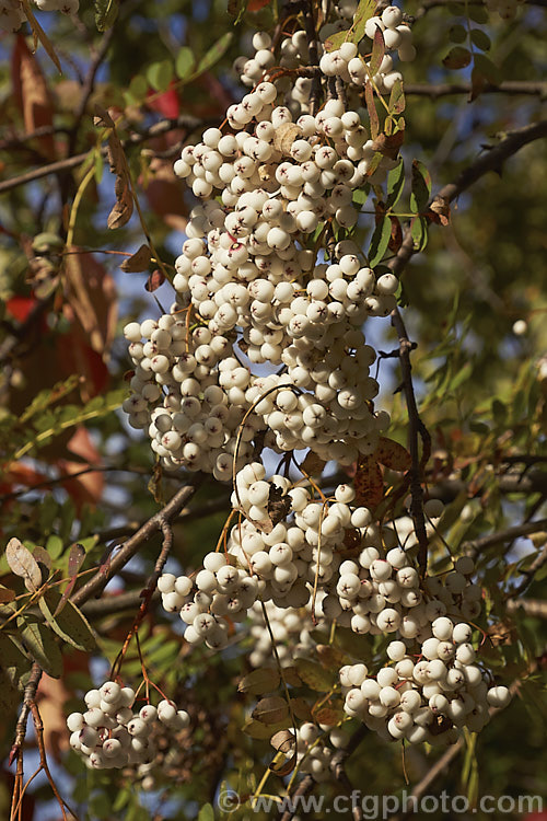 Kashmir Rowan (<i>Sorbus cashmiriana [syn. Sorbus cashmeriana]), a Himalayan rowan or mountain ash with very pale ink flowerheads in spring and large (up to 18mm diameter</i>) white berries that in some forms have a pink tint. It grows to around 8m tall and is often short-lived. The fruit usually persists into winter, after the foliage has fallen. The leaves often develop red tints in autumn but the fall foliage is seldom spectacular. sorbus-2143htm'>Sorbus.