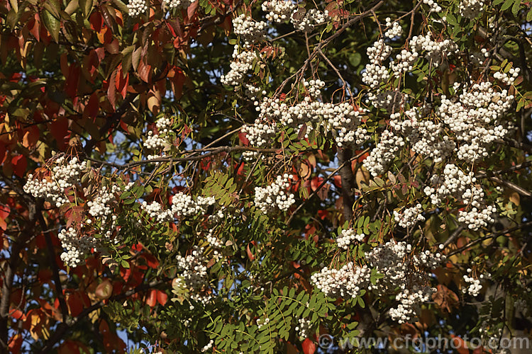 Kashmir Rowan (<i>Sorbus cashmiriana [syn. Sorbus cashmeriana]), a Himalayan rowan or mountain ash with very pale ink flowerheads in spring and large (up to 18mm diameter</i>) white berries that in some forms have a pink tint. It grows to around 8m tall and is often short-lived. The fruit usually persists into winter, after the foliage has fallen. The leaves often develop red tints in autumn but the fall foliage is seldom spectacular. sorbus-2143htm'>Sorbus.