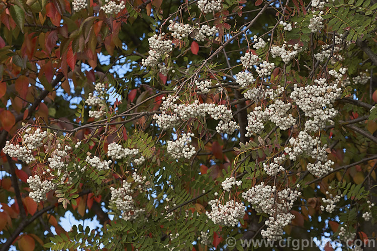Kashmir Rowan (<i>Sorbus cashmiriana [syn. Sorbus cashmeriana]), a Himalayan rowan or mountain ash with very pale ink flowerheads in spring and large (up to 18mm diameter</i>) white berries that in some forms have a pink tint. It grows to around 8m tall and is often short-lived. The fruit usually persists into winter, after the foliage has fallen. The leaves often develop red tints in autumn but the fall foliage is seldom spectacular. sorbus-2143htm'>Sorbus.