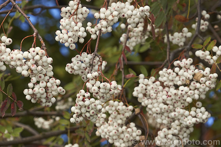 Kashmir Rowan (<i>Sorbus cashmiriana [syn. Sorbus cashmeriana]), a Himalayan rowan or mountain ash with very pale ink flowerheads in spring and large (up to 18mm diameter</i>) white berries that in some forms have a pink tint. It grows to around 8m tall and is often short-lived. The fruit usually persists into winter, after the foliage has fallen. The leaves often develop red tints in autumn but the fall foliage is seldom spectacular. sorbus-2143htm'>Sorbus.