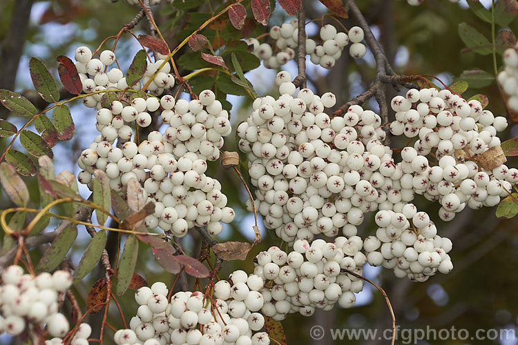 Kashmir Rowan (<i>Sorbus cashmiriana [syn. Sorbus cashmeriana]), a Himalayan rowan or mountain ash with very pale ink flowerheads in spring and large (up to 18mm diameter</i>) white berries that in some forms have a pink tint. It grows to around 8m tall and is often short-lived. The fruit usually persists into winter, after the foliage has fallen. The leaves often develop red tints in autumn but the fall foliage is seldom spectacular. sorbus-2143htm'>Sorbus.