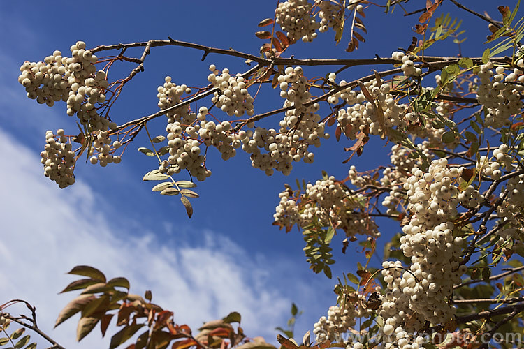 Kashmir Rowan (<i>Sorbus cashmiriana [syn. Sorbus cashmeriana]), a Himalayan rowan or mountain ash with very pale ink flowerheads in spring and large (up to 18mm diameter</i>) white berries that in some forms have a pink tint. It grows to around 8m tall and is often short-lived. The fruit usually persists into winter, after the foliage has fallen. The leaves often develop red tints in autumn but the fall foliage is seldom spectacular. sorbus-2143htm'>Sorbus.