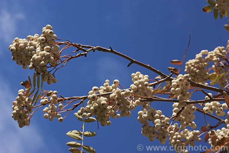 Kashmir Rowan (<i>Sorbus cashmiriana [syn. Sorbus cashmeriana]), a Himalayan rowan or mountain ash with very pale ink flowerheads in spring and large (up to 18mm diameter</i>) white berries that in some forms have a pink tint. It grows to around 8m tall and is often short-lived. The fruit usually persists into winter, after the foliage has fallen. The leaves often develop red tints in autumn but the fall foliage is seldom spectacular. sorbus-2143htm'>Sorbus.