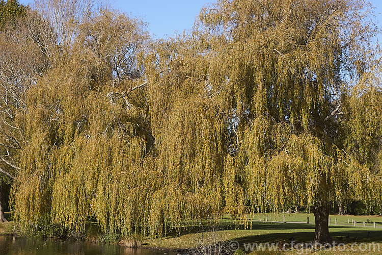 The Weeping Willow (<i>Salix babylonica</i>) in autumn. This deciduous tree occurs naturally over much of the temperate. Middle. East and Asia. It often grows near watercourses, reaches as much as 20m tall and has strongly pendulous branches. Order: Malpighiales, Family: Salicaceae