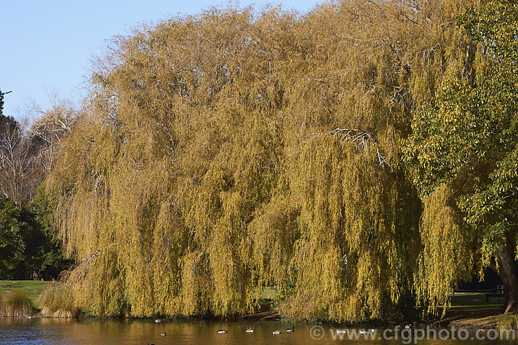 The Weeping Willow (<i>Salix babylonica</i>) in autumn. This deciduous tree occurs naturally over much of the temperate. Middle. East and Asia. It often grows near watercourses, reaches as much as 20m tall and has strongly pendulous branches. Order: Malpighiales, Family: Salicaceae