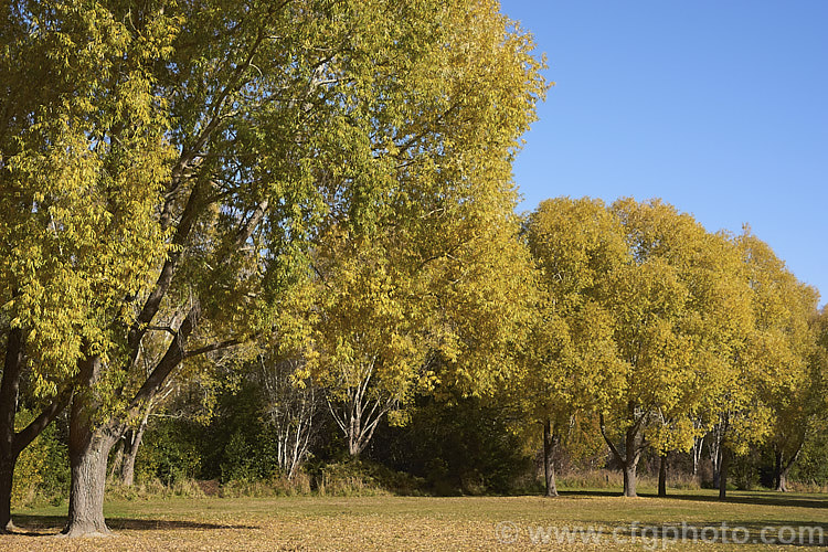 Crack Willow (<i>Salix fragilis</i>) in autumn. This deciduous tree, often rather dome-shaped, grows 15-25m tall and occurs naturally in Europe and Central Asia. The name. Crack Willow comes from the brittle young twigs, which snap easily. Order: Malpighiales, Family: Salicaceae
