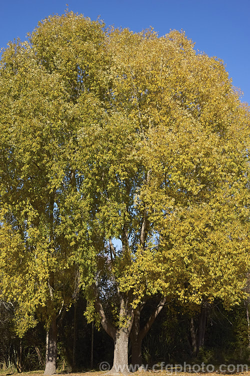 Crack Willow (<i>Salix fragilis</i>) in autumn. This deciduous tree, often rather dome-shaped, grows 15-25m tall and occurs naturally in Europe and Central Asia. The name. Crack Willow comes from the brittle young twigs, which snap easily. Order: Malpighiales, Family: Salicaceae