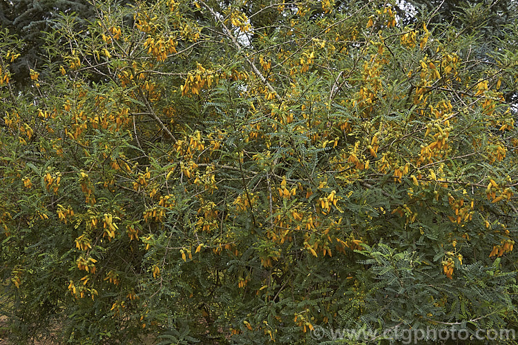 Sophora microphylla 'Earlygold', a compact, early-flowering cultivar of a tree native to New Zealand andChile. It flowers from late autumn through spring and is shown here flowering in autumn. sophora-2142htm'>Sophora.