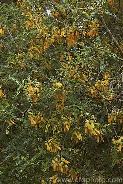 Sophora microphylla 'Earlygold', a compact, early-flowering cultivar of a tree native to New Zealand andChile. It flowers from late autumn through spring and is shown here flowering in autumn. sophora-2142htm'>Sophora.