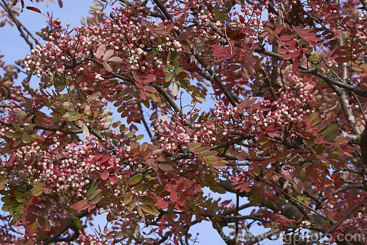 Hupeh. Rowan or Hubei. Rowan (<i>Sorbus hupehensis</i>) in late autumn. This rowan or mountain ash from central and western China is a small deciduous tree that grows to around 10m tall. The berries, initially creamy white, become pink-blushed as they ripen. sorbus-2143htm'>Sorbus.