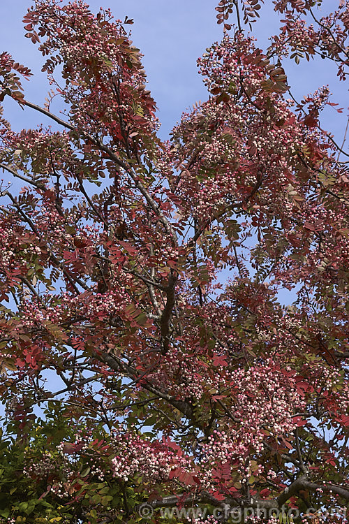 Hupeh. Rowan or Hubei. Rowan (<i>Sorbus hupehensis</i>) in late autumn. This rowan or mountain ash from central and western China is a small deciduous tree that grows to around 10m tall. The berries, initially creamy white, become pink-blushed as they ripen. sorbus-2143htm'>Sorbus.