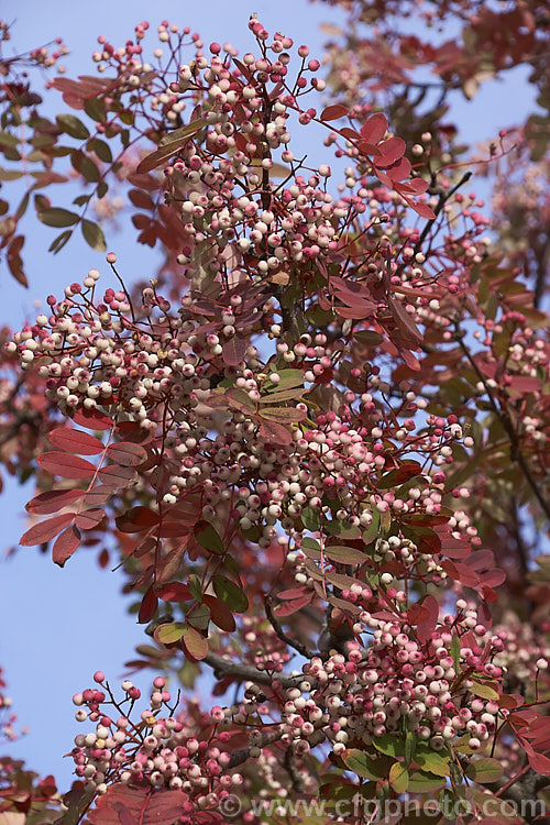 Hupeh. Rowan or Hubei. Rowan (<i>Sorbus hupehensis</i>) in late autumn. This rowan or mountain ash from central and western China is a small deciduous tree that grows to around 10m tall. The berries, initially creamy white, become pink-blushed as they ripen. sorbus-2143htm'>Sorbus.