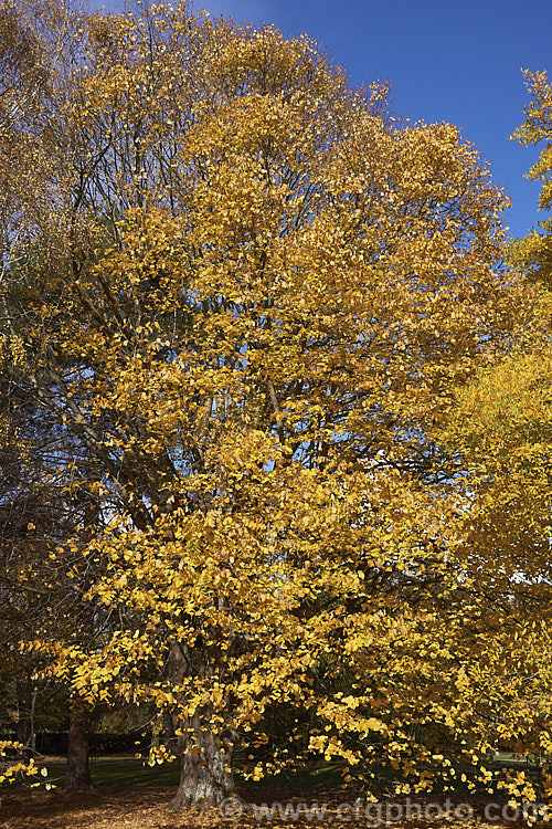 Moltke's Lime (<i>Tilia 'Moltkei' [syn. Tilia x Moltkei]) in autumn. A hybrid, probably natural, of uncertain parentage, this large deciduous tree has larger leaves than those of the Common Lime. Its sheds its foliage quite late and the leaves often colour well in autumn, developing rich yellow tones. Order: Malvales, Family: Malvaceae